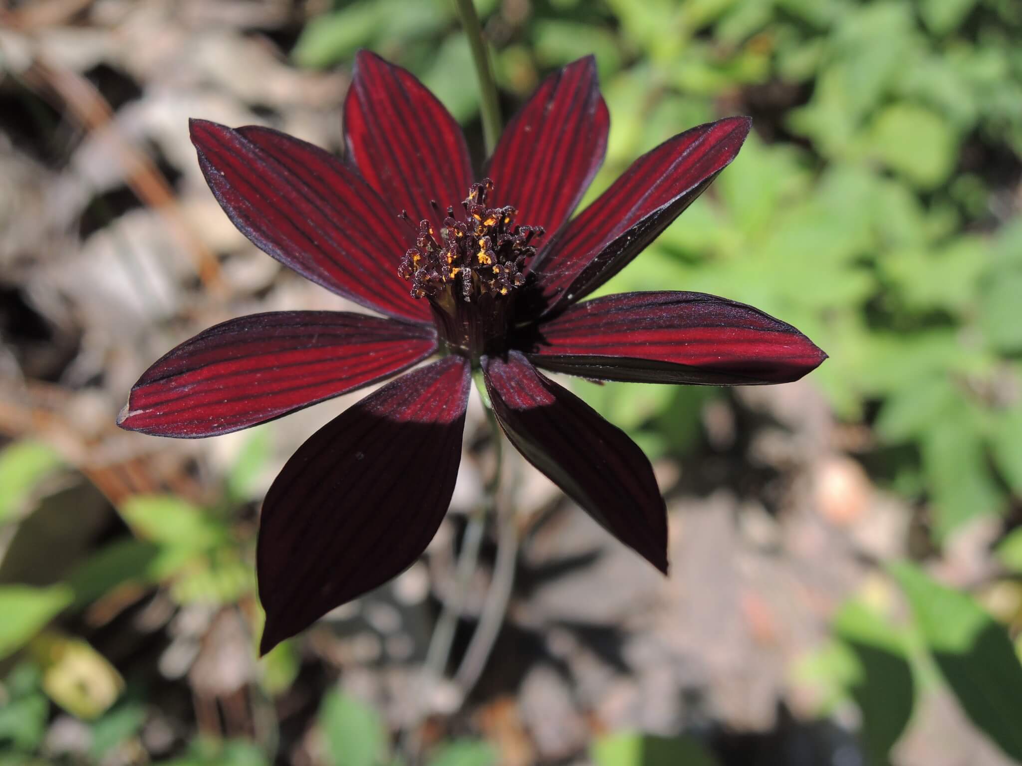Cosmos atrosanguineus